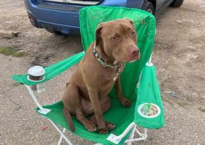 Brown dog sitting on a green camping chair next to a blue car with its trunk open in a parking lot.